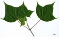 SpeciesSub: subsp. sinicum SpeciesSub: subsp. sinicum